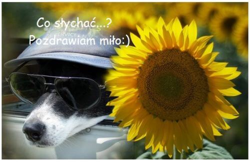Pies w czapce z daszkiem i okulary przeciws�oneczne obok du�ego s�onecznika z napisem