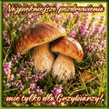   Pozdrowienia nie tylko dla grzybiarzy;)