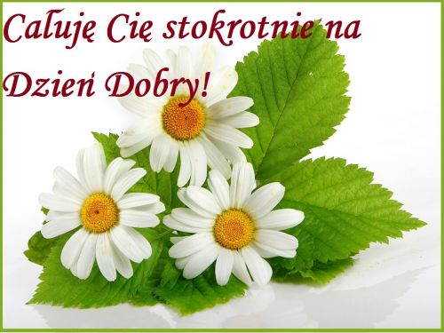 Kartka Ca�uj� Ci� stokrotnie na Dzie� Dobry!