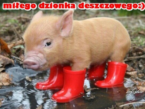 Kartka Mi�ego i u�miechni�tego dzionka deszczowego!
