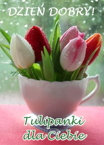 Bia�e, czerwone i r�owe tulipany w r�owej fili�ance z napisem Dzie� dobry
