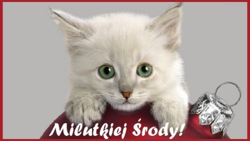 Puszysty bia�y kotek z zielonymi oczami za czerwona bombk� choinkow� z napisem Milutkiej �rody