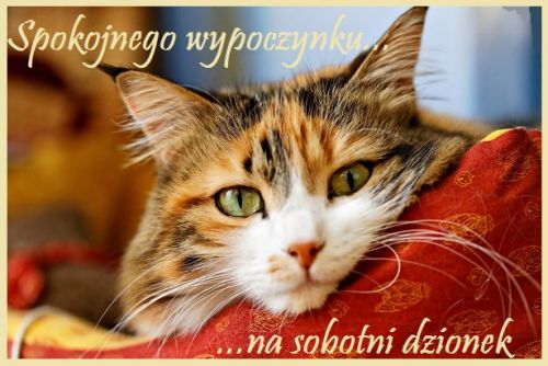 Uroczy szylkretowy kot le�y na czerwonej poduszce z napisem Spokojnego wypoczynku na sobotni dzionek