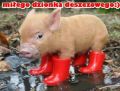 Mi�ego i u�miechni�tego dzionka deszczowego!