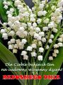 Radosnego Dnia!