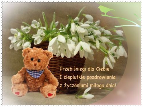 Brązowy pluszowy miś, koszyk pełen białych przebiśniegów i napis z życzeniami miłego dnia