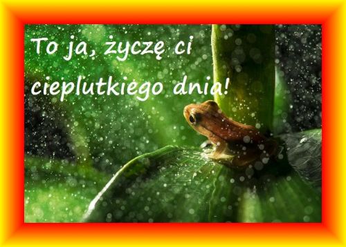 Mała brązowa żabka siedzi na zielonym liściu w deszczu, nad nią napis życzący ciepłego dnia
