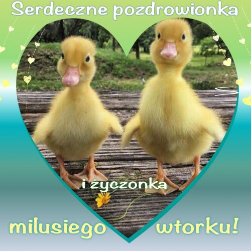Dwa małe żółte kaczątka w zielonej ramce w kształcie serca z napisem Serdeczne pozdrowionka