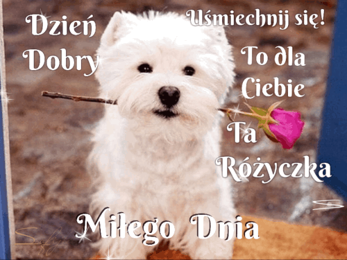 Biały szczeniak trzyma w pyszczku gałązkę z różową różą, wokół widnieją napisy z pozdrowieniami