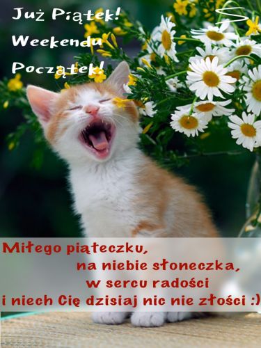 Ziewający rudy kot na tle białych margaretek z napisem Już piątek weekendu początek