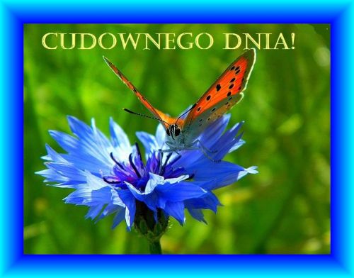 Pomarańczowy motyl siedzi na niebieskim chabrze, nad nimi napis Cudownego dnia w niebieskiej ramce