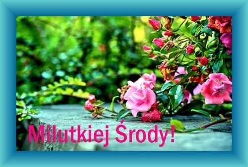 Różowe róże na tle zieleni i napis Miutkiej Środy w niebieskiej ramce