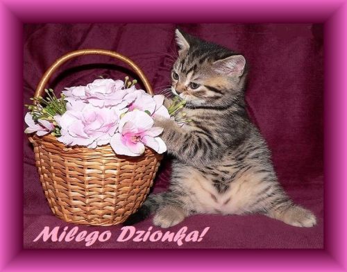 Ma�y pr�gowany kotek siedzi obok wiklinowego koszyka z r�owymi kwiatami i napisem Mi�ego Dzionka