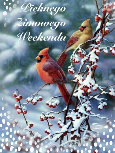 Dwa kardyna�y siedz� na o�nie�onej ga��zi z czerwonymi owocami, napis Pi�knego Zimowego Weekendu