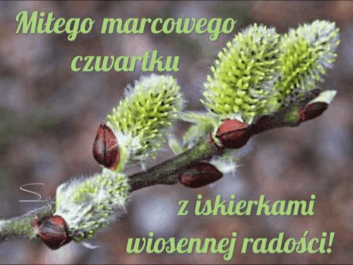 Gałązka wierzby z zielonymi baziami i zielony napis Miłego marcowego czwartku