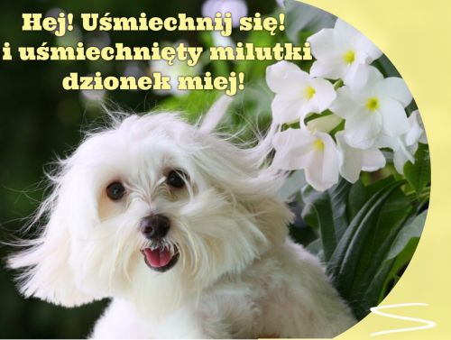 Bia�y pies rasy malta�czyk w�r�d kwiat�w z napisem Hej U�miechnij si� dzionek miej