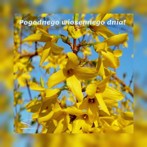 Kartka ☀Z�otem forsycji Ci� Witam!