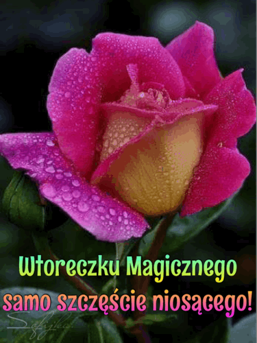 Różowo-żółta róża w kropelkach rosy z napisem Wtoreczku Magicznego samo szczęście niosącego