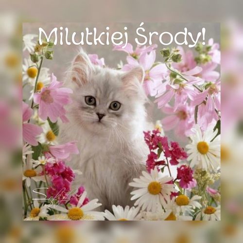 Puszysty bia�y kotek w�r�d r�owych i bia�ych kwiat�w z napisem Milutkiej �rody