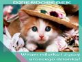 🐱 Uroczego Dzionka!