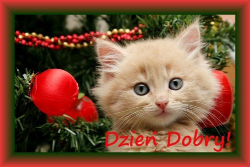 Ma�y rudy kotek na tle choinki z bombkami i czerwony napis Dzie� Dobry