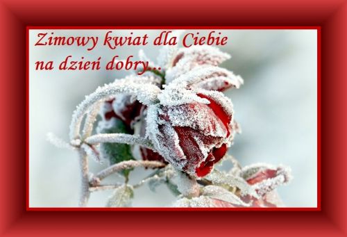 Czerwona r�a pokryta szronem w czerwonej ramce z napisem Zimowy kwiat dla Ciebie