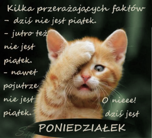 Rudy kot trzyma �ap� na czole z napisem o poniedzia�ku i braku pi�tku