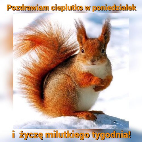 Kartka ❄Witam cieplutko w poniedzia�ek!