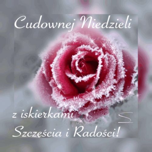 Czerwona róża oprószona szronem z napisem Cudownej Niedzieli oraz błyszczącymi iskierkami szczęścia