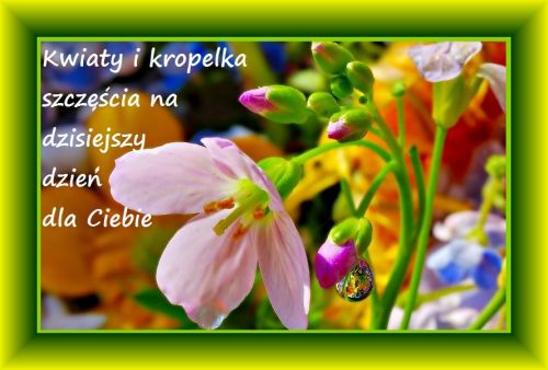 Różowe kwiaty z kroplą rosy oraz napis Kwiaty i kropelka szczęścia na dzisiejszy dzień dla Ciebie