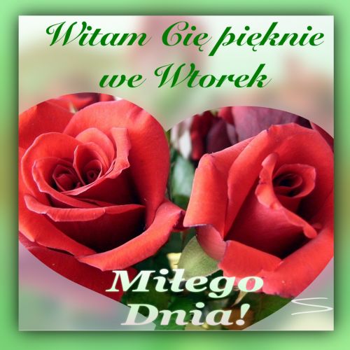 Dwie czerwone róże w tle z zielonym napisem Witam Cię pięknie we Wtorek Miłego Dnia