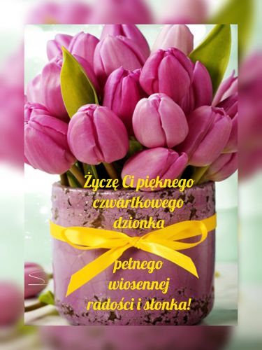 Bukiet różowych tulipanów w fioletowej doniczce przewiązanej żółtą wstążką z żółtym napisem