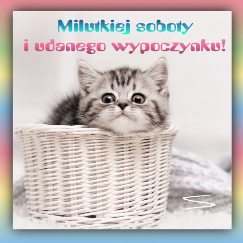 Ma�y szary kotek w bia�ym wiklinowym koszyku z napisem Milutkiej soboty i udanego wypoczynku