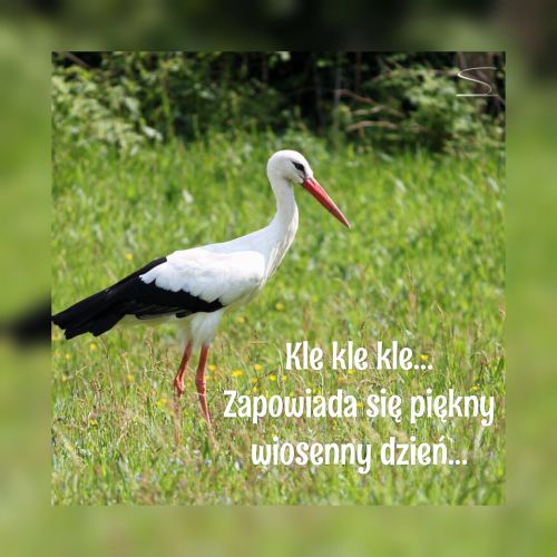 Bia�y bocian stoi na zielonej ��ce, z napisem zapowiadaj�cym pi�kny wiosenny dzie�