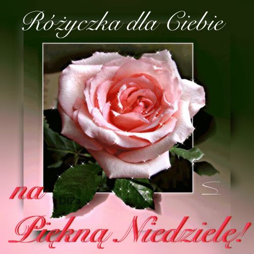 Bia�o-r�owa r�a z napisem R�yczka dla Ciebie na Pi�kn� Niedziel� i b�yszcz�cymi iskierkami