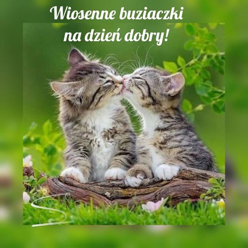 Dwa ma�e kotki ca�uj� si� na tle zieleni z napisem Wiosenne buziaczki na dzie� dobry