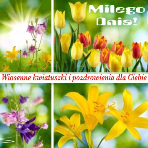 Kolorowe tulipany i ��te lilie na zielonym tle z napisem Mi�ego Dnia