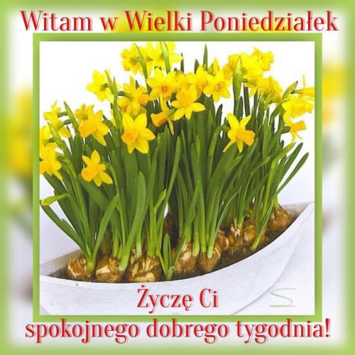 Żółte żonkile w doniczce z napisem Witam w Wielki Poniedziałek Życzę Ci spokojnego dobrego tygodnia