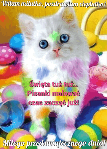 Puszysty, biały kotek z niebieskimi oczami siedzi wśród kolorowych pisanek wielkanocnych z napisami