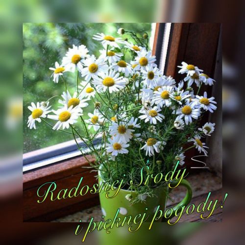 Bukiety bia�ych margaretek w zielonym kubku na tle okna i napis Radosnej �rody