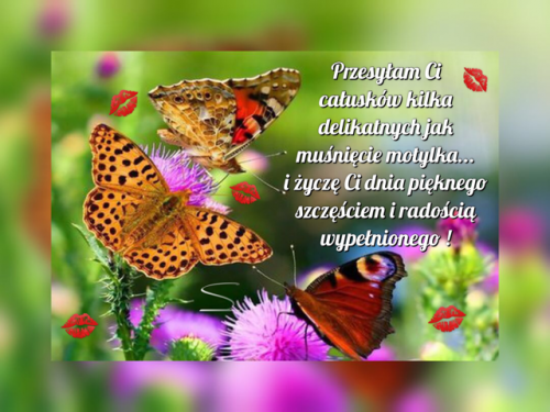 Kolorowe motyle na kwiatach ostropestu, czerwone �lady ust oraz romantyczny napis na zielonym tle