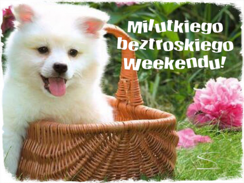 Puszysty bia�y szczeniak w wiklinowym koszyku na trawie z napisem Mi�utkiego beztroskiego weekendu