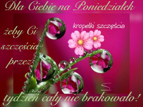 R�owe kwiaty, zielona �odyga z kroplami rosy oraz napisy na fuksjowym tle