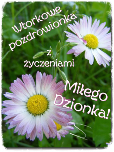 Bia�o-r�owe stokrotki na tle zielonej trawy z napisem Wtorkowe pozdrowienia z �yczeniami Mi�ego Dzionka