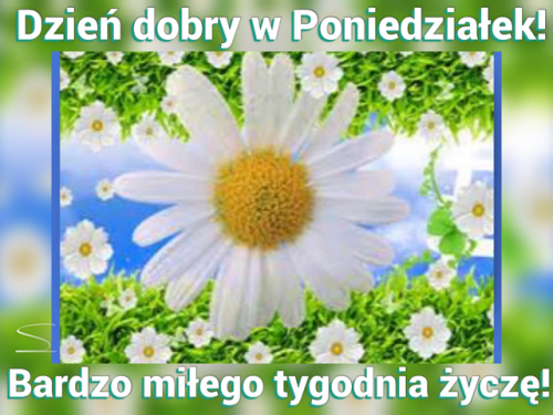 Du�y bia�y stokrotka na tle zielonej trawy i napis Dzie� dobry w Poniedzia�ek
