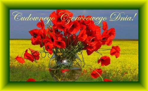 Bukiet czerwonych mak�w w szklanej wazie na tle ��tego pola i napis Cudownego Czerwcowego Dnia