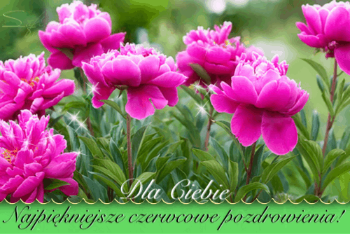Kwitn�ce r�owe piwonie na tle zieleni z napisem Dla Ciebie najpi�kniejsze czerwcowe pozdrowienia