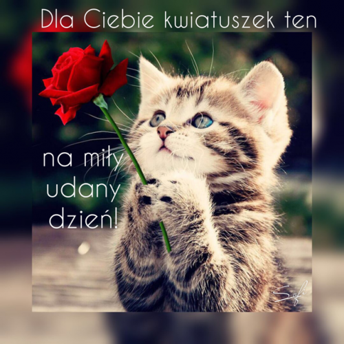 Ma�y uroczy kociak trzyma czerwon� r��, z napisem Dla Ciebie kwiatuszek ten na mi�y udany dzie�