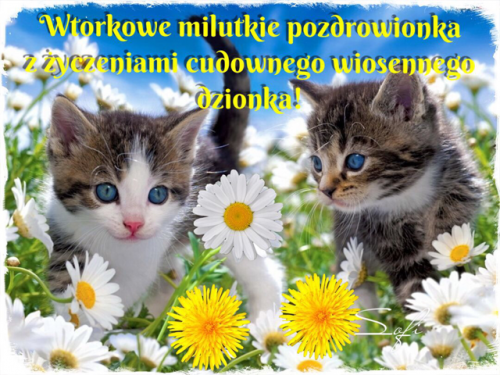 Dwa małe kotki wśród stokrotek i mniszków lekarskich z napisem Wtorkowe milutkie pozdrowienia