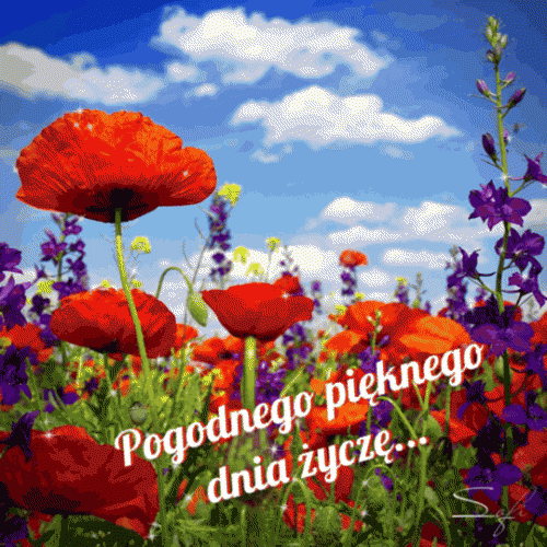 Czerwone maki i fioletowe kwiaty na ��ce pod b��kitnym niebem z napisem Pogodnego pi�knego dnia �ycz�